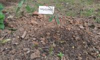 Medicinal_plants-4.jpg
